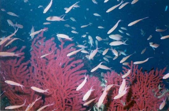 Banc de barbier (Anthias anthias) autour de belles gorgones rouges (Paramuricea clavata).
