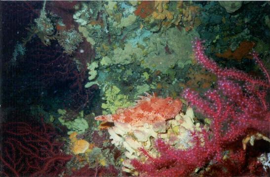 Chapon (Scorpaena scrofa) posé sur une éponge avec en premier plan des gorgones rouges(Paramuricea clavata).