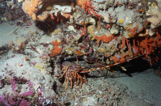 Langouste (Palinurus elephas) sortie de son trou tapissé avec un peu de faux corail (Myriapora truncata).