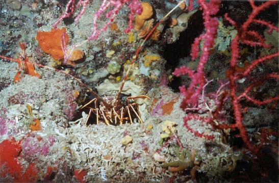 Langouste (Palinurus elephas) toutes antennes dehors.