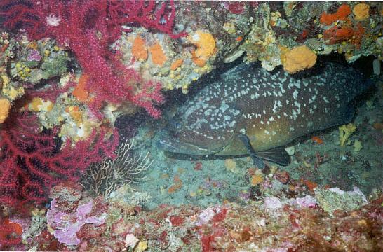 Mérou (Epinephelus marginatus) dans une faille tapissé d'éponges.