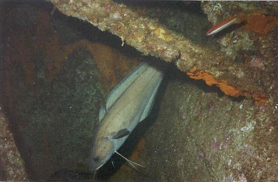 Mostelle (Phycis phycis) entre des morceaux de tôles.