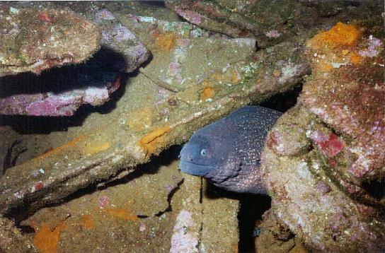 Murène (Mureana helena) ayant pris pour domicile, l'épave L'Anthéor
