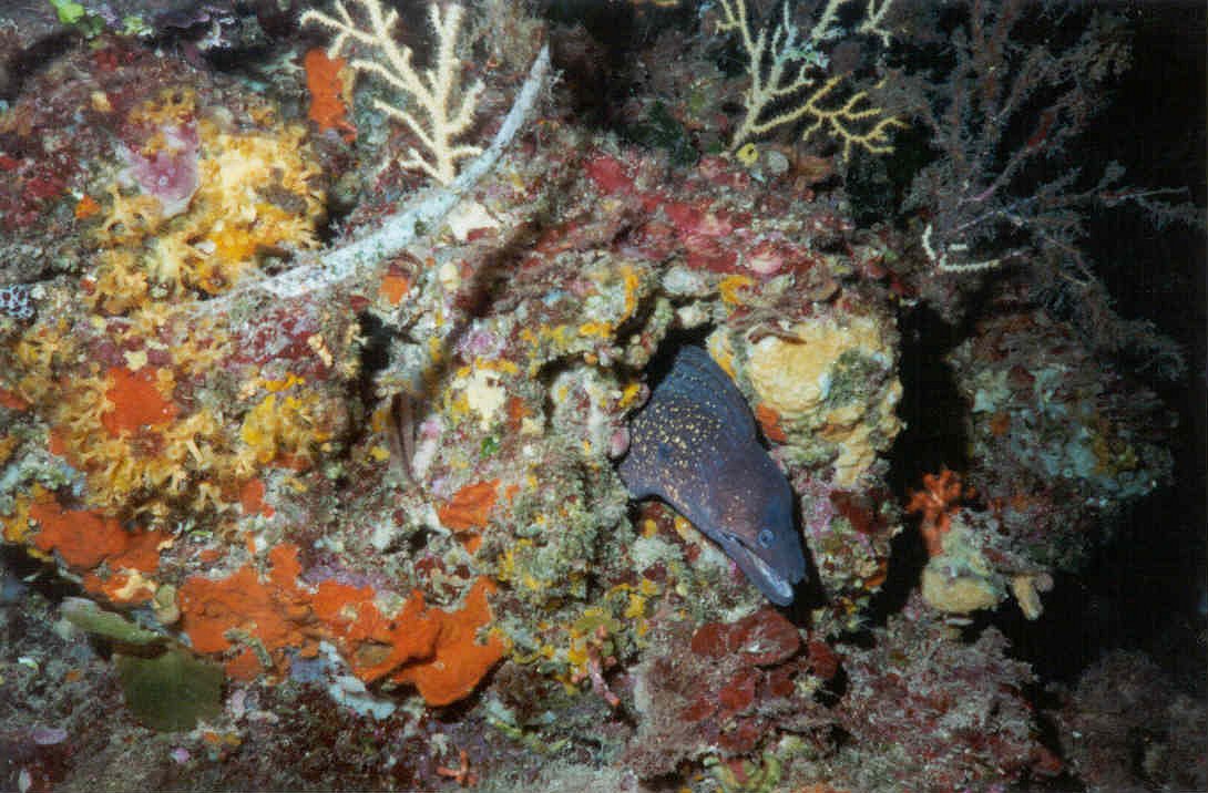 Murène (Mureana helena) sortie d'un trou de l'épave Le Dramont.