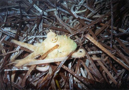 Poulpe (Octopus vulgaris) sur un fond de posidonie (Posidonia oceanica) morte.